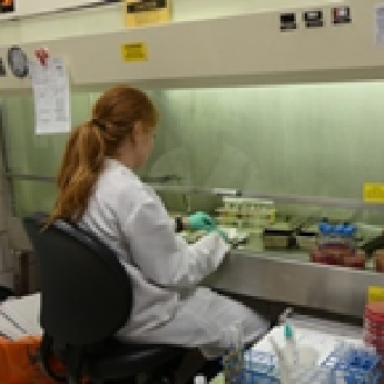 Lab staff in the bacteriology lab