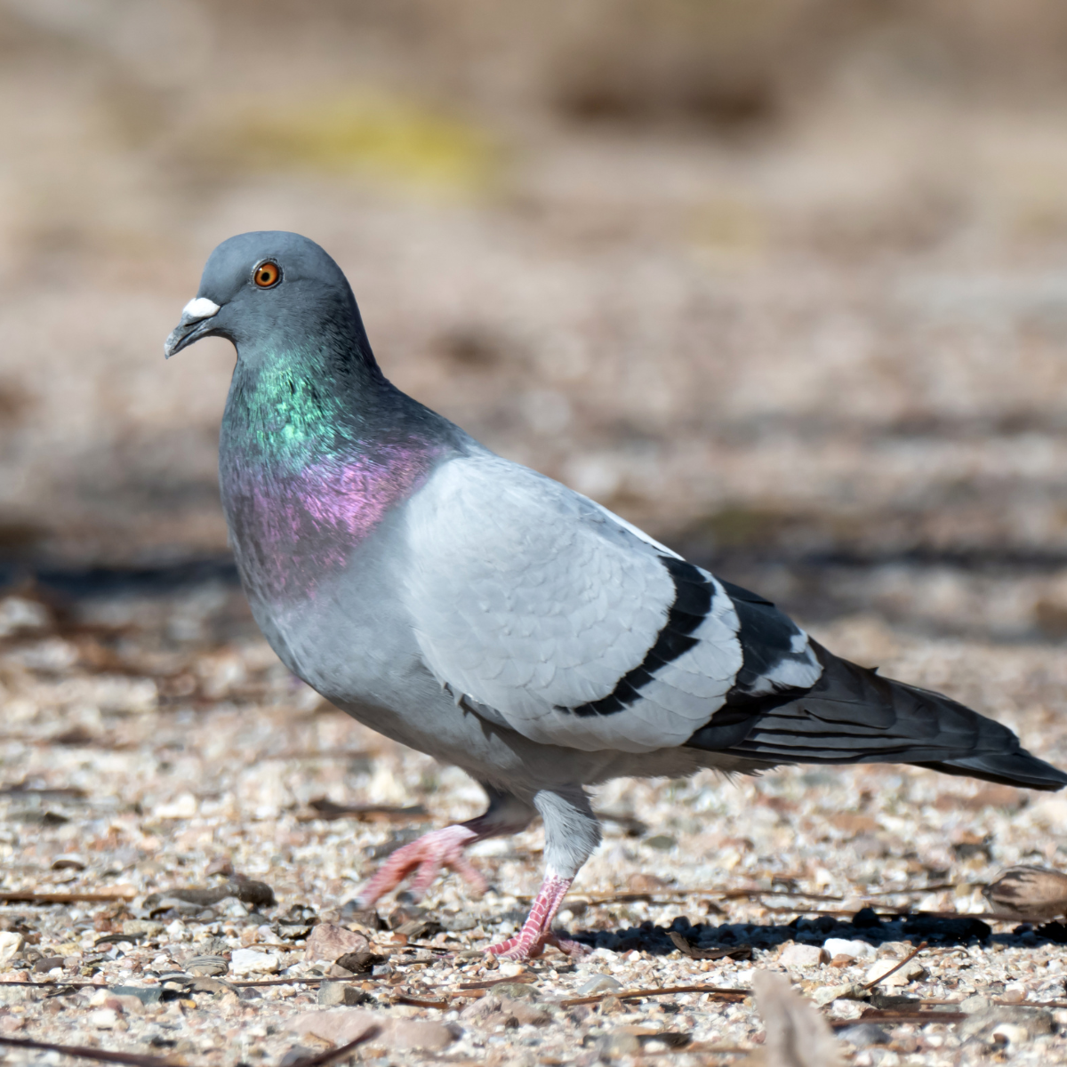 Rock pigeon standing on gravel